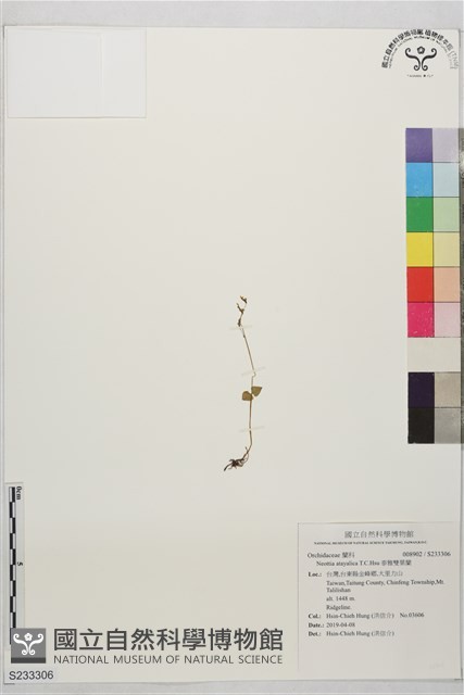 泰雅雙葉蘭藏品圖，第1張