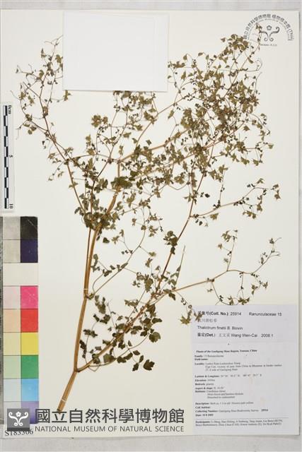 滇川唐松草藏品圖，第1張