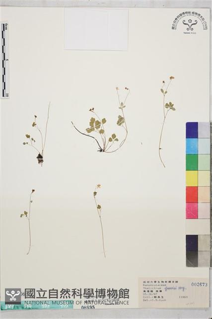 臺灣唐松草、臺灣鐵大烏藏品圖，第1張