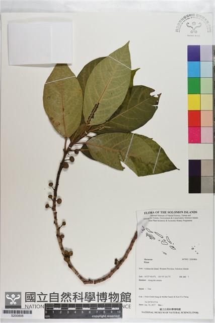 登錄號:S200806藏品圖，第1張