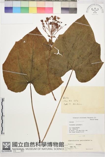 龍船花, 圓錐大青藏品圖，第1張