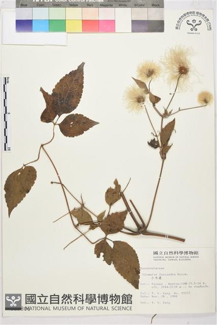 小木通藏品圖，第2張