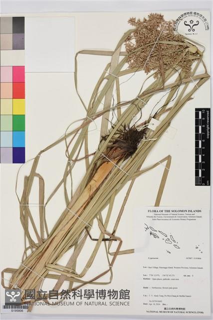 登錄號:S195806藏品圖，第1張