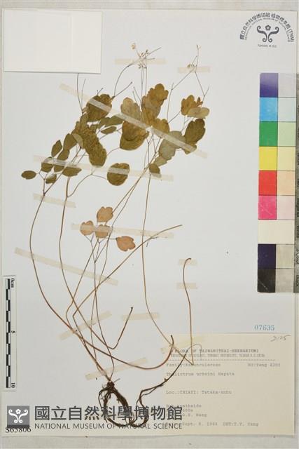 傅氏唐松草藏品圖，第1張