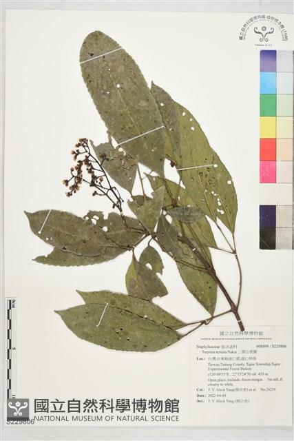 三葉山香圓藏品圖，第1張