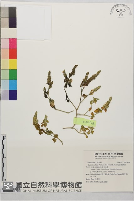 澎湖爵床藏品圖，第1張