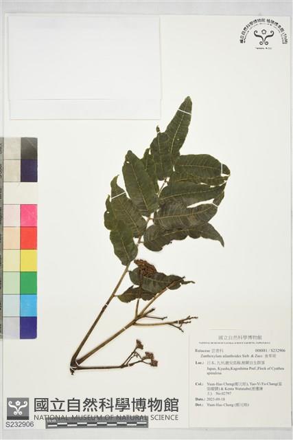 食茱萸藏品圖，第1張