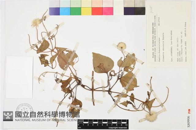 屏東鐵線蓮藏品圖，第1張