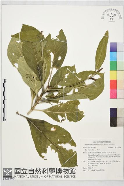 茜木藏品圖，第1張