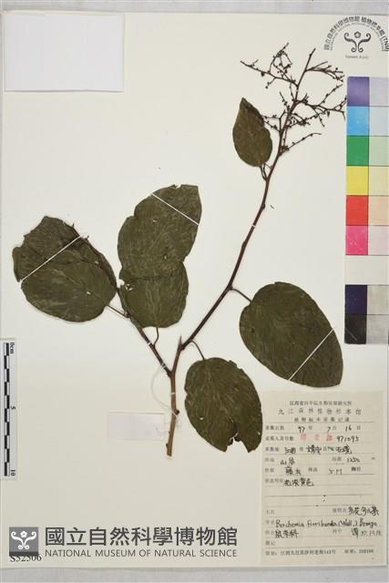 多花勾兒茶, 多花黃鱔藤藏品圖，第1張