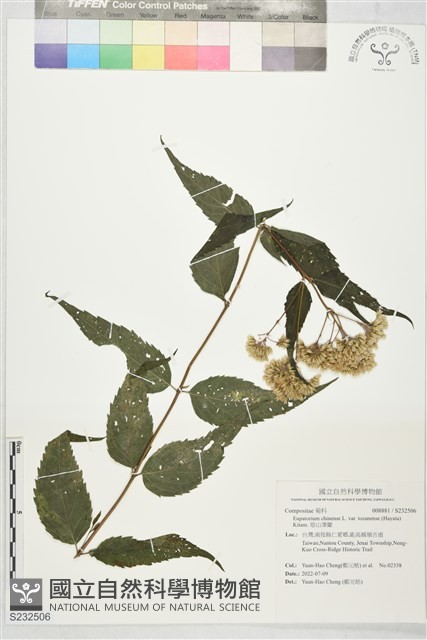 塔山澤蘭藏品圖，第1張