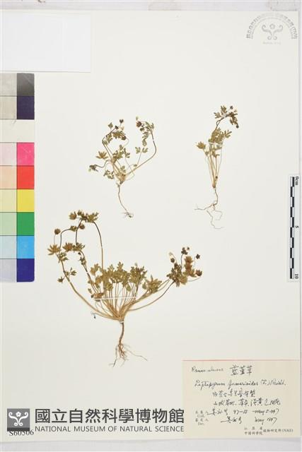 藍堇草藏品圖，第1張