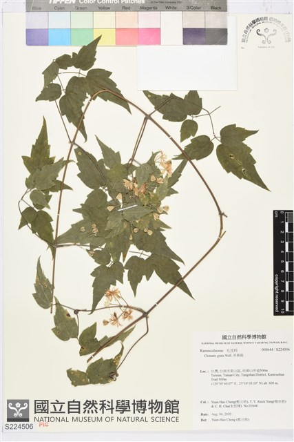 串鼻龍藏品圖，第1張