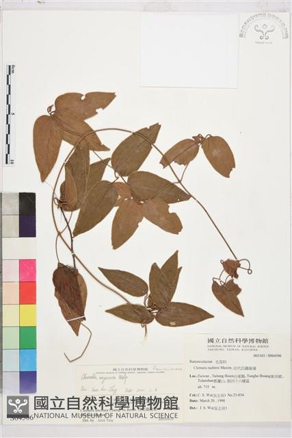 麥氏鐵線蓮藏品圖，第2張