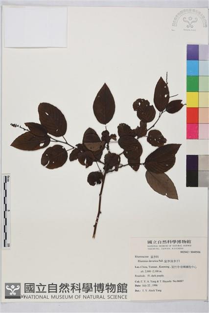 鼠李、臭李子藏品圖，第1張