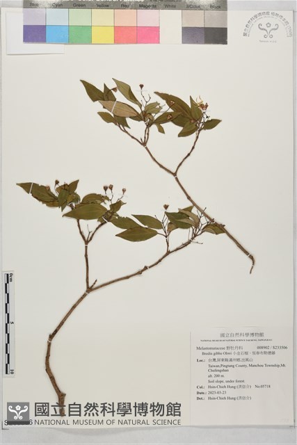 小金石榴、恆春布勒德藤藏品圖，第1張
