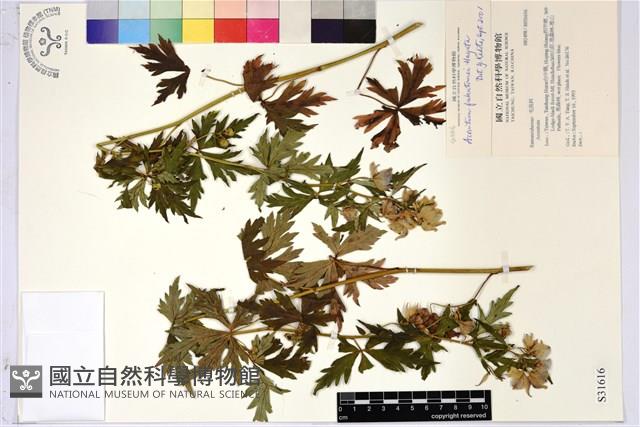 臺灣烏頭藏品圖，第2張