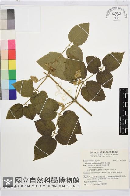 毛木通藏品圖，第1張