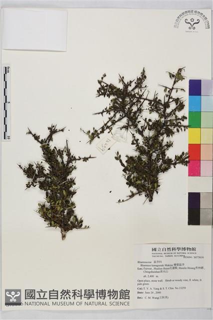 變葉鼠李藏品圖，第1張