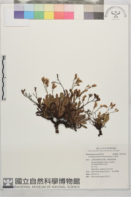 石蓯蓉藏品圖，第1張