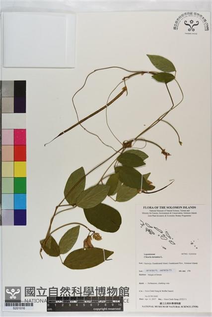 蝶豆、蝴蝶花豆藏品圖，第1張