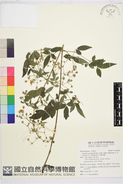 梨山小蓑衣藤藏品圖，第1張