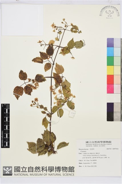 登錄號:S097016藏品圖，第1張