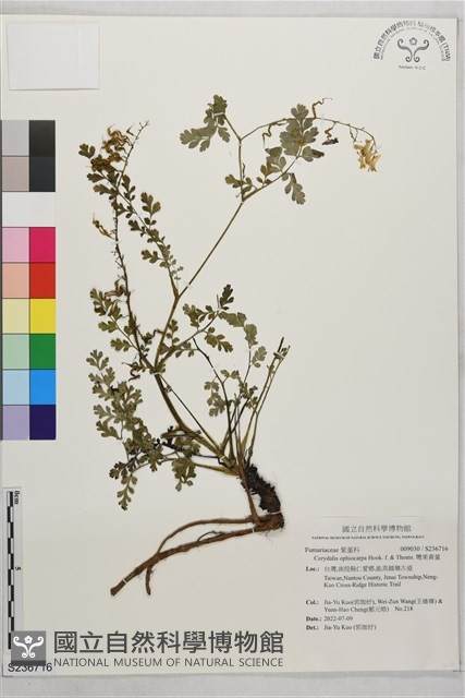 彎果黃菫藏品圖，第1張