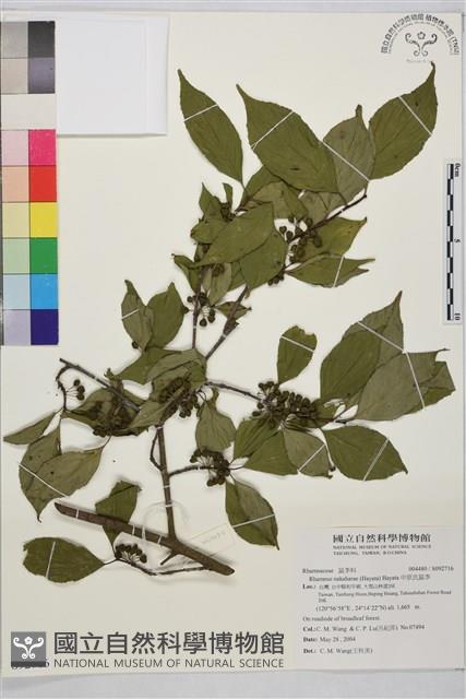 中原氏鼠李藏品圖，第1張