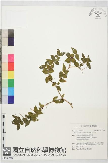 伏牛花藏品圖，第1張