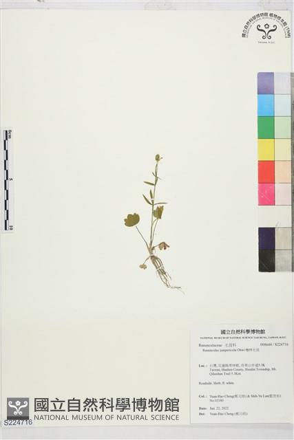 檜林毛茛藏品圖，第1張