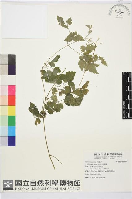 串鼻龍藏品圖，第1張