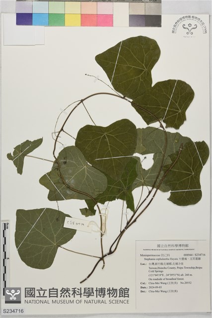 大還魂、玉笑葛藤藏品圖，第1張
