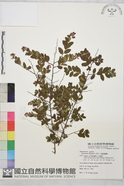 小葉黃鱔藤藏品圖，第1張