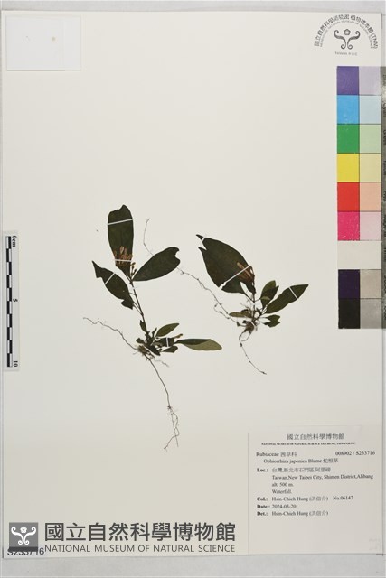 蛇根草藏品圖，第1張