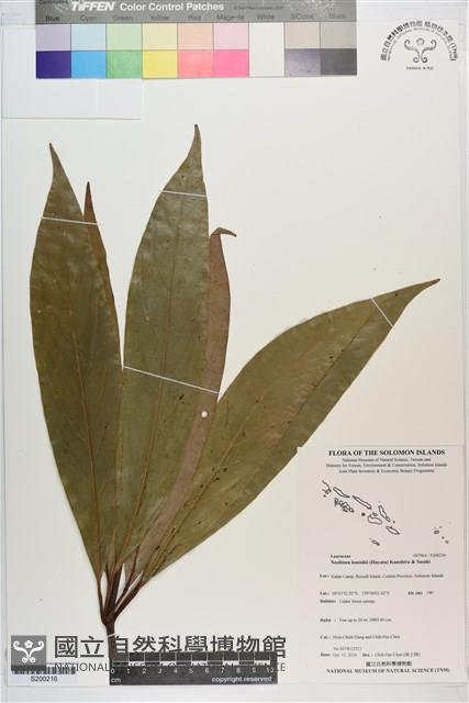 五掌楠藏品圖，第1張