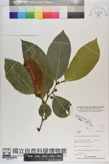 登錄號:S201216藏品圖，第1張