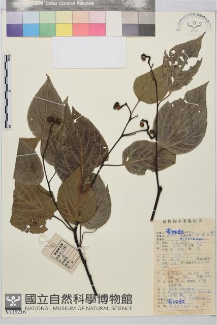 枳椇藏品圖，第1張