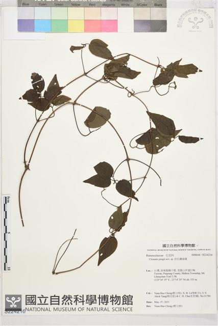 彭氏鐵線蓮藏品圖，第1張