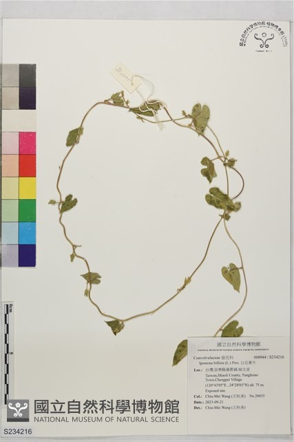 白花牽牛藏品圖，第1張