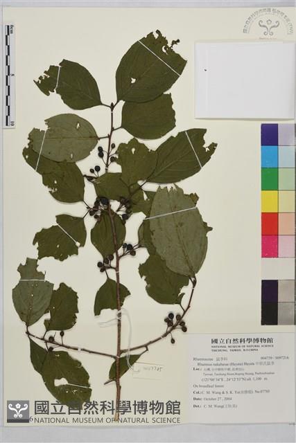 中原氏鼠李藏品圖，第1張