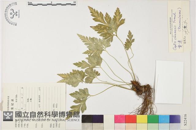 黃連藏品圖，第1張