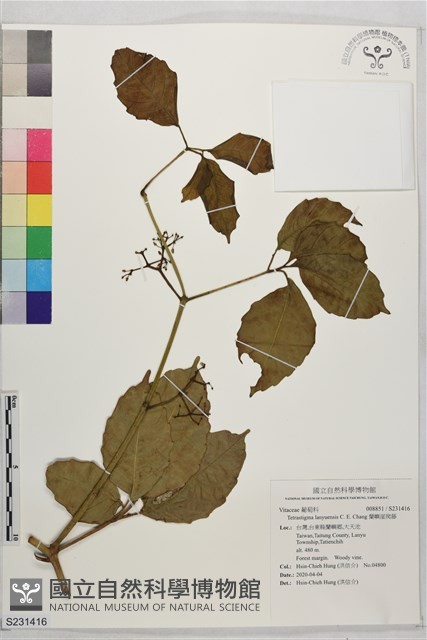 蘭嶼崖爬藤藏品圖，第1張