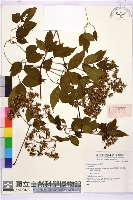 登錄號:S074416藏品圖，第1張