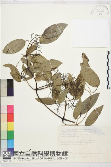 柱果鐵線蓮藏品圖，第2張