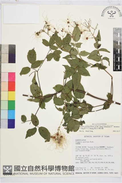 梨山小蓑衣藤藏品圖，第1張