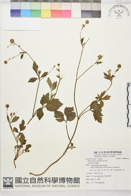 水辣菜、禺毛茛藏品圖，第1張