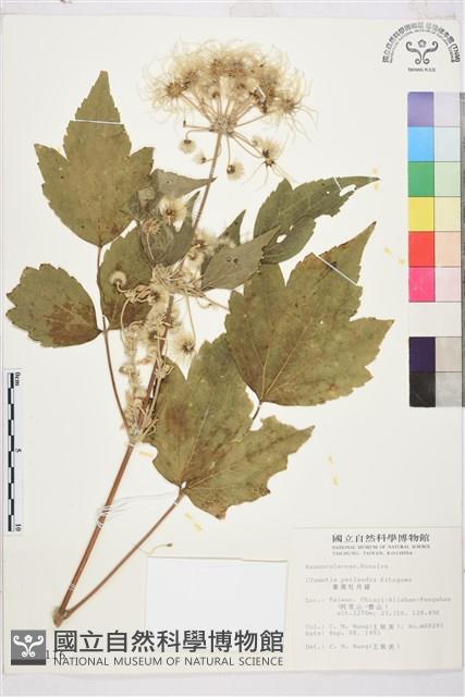 台灣牡丹藤、台灣草牡丹藏品圖，第2張