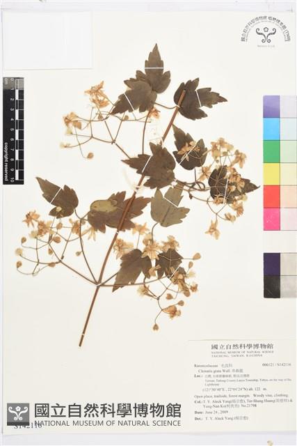 串鼻龍藏品圖，第1張