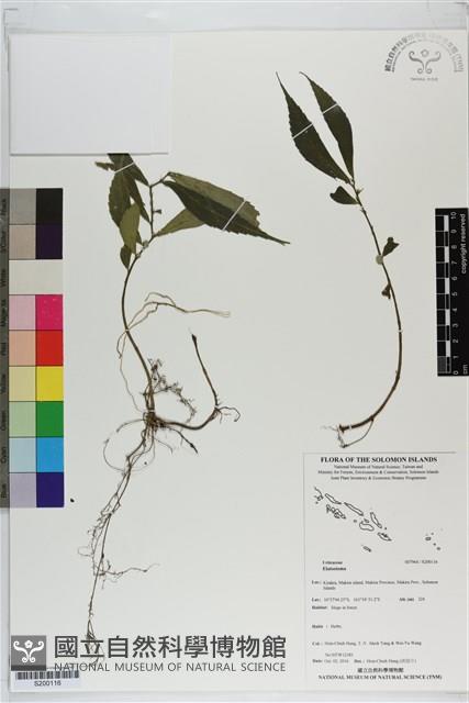 登錄號:S200116藏品圖，第1張